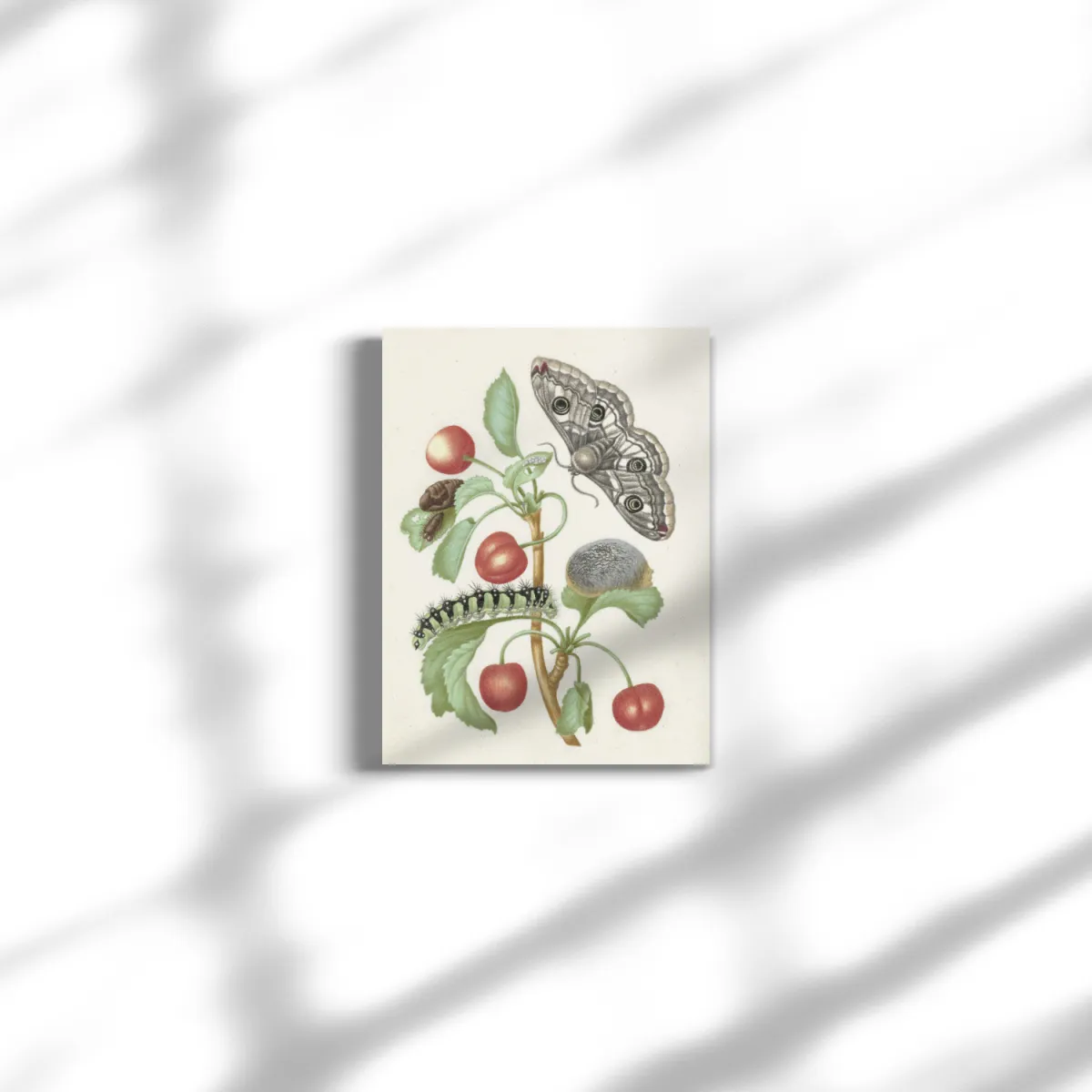 Premium-Leinwand Merian