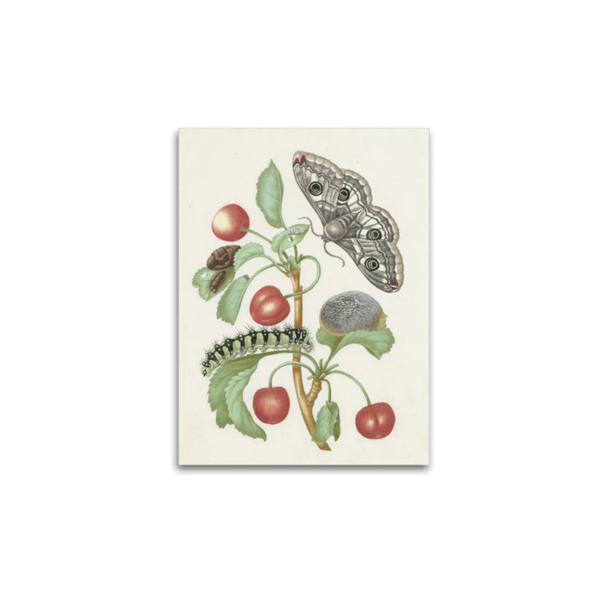Premium-Leinwand Merian