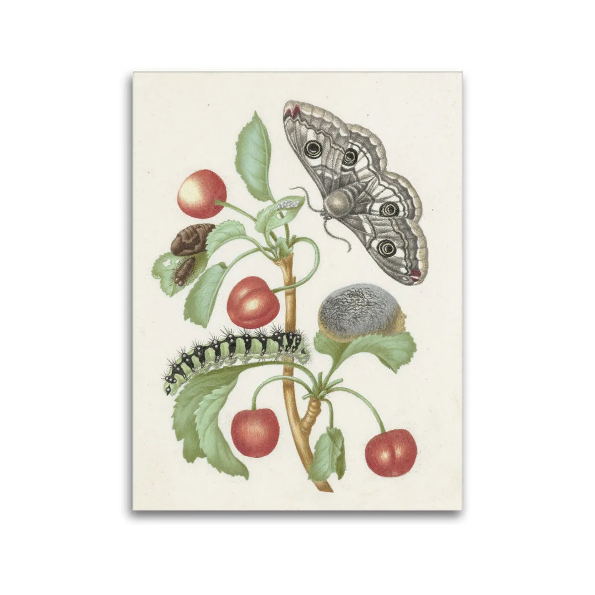 Premium-Leinwand Merian