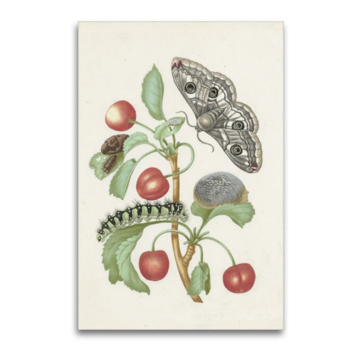 Premium-Leinwand Merian