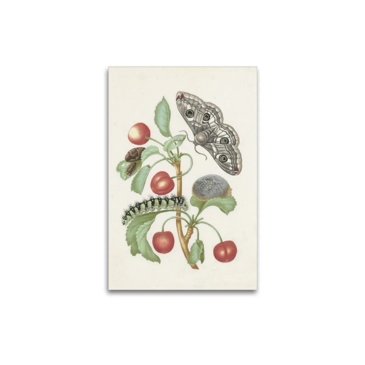 Premium-Leinwand Merian