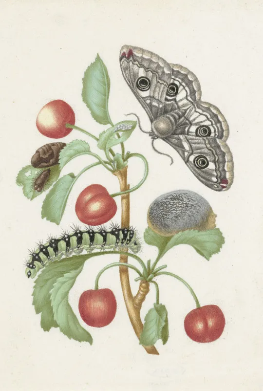 Motivbettwäsche Merian - Transformation des Nachtpfauenauges Mikrofaser