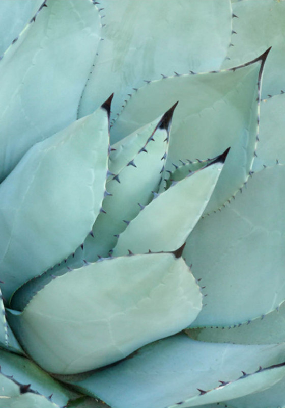 Duschvorhang Agave